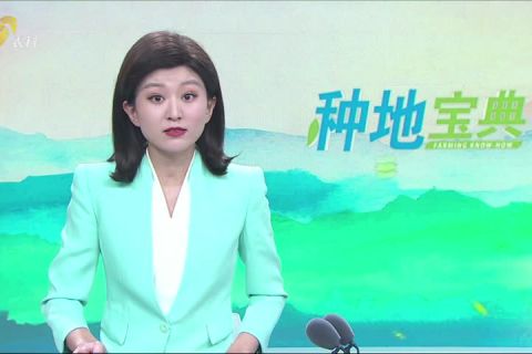 5.4紫牛種出“冠軍果”播出版